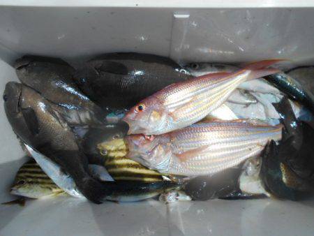 こかわ渡船　雅丸 釣果