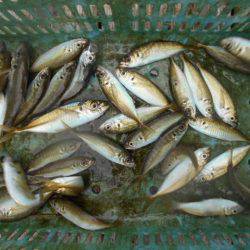 こかわ渡船　雅丸 釣果