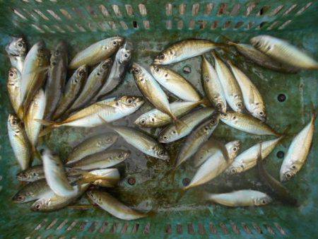 こかわ渡船　雅丸 釣果