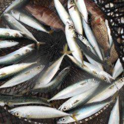 こかわ渡船　雅丸 釣果