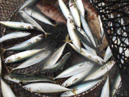 こかわ渡船　雅丸 釣果