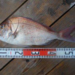 こかわ渡船　雅丸 釣果