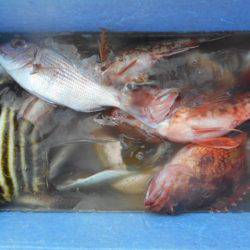 こかわ渡船　雅丸 釣果