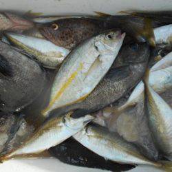 こかわ渡船　雅丸 釣果