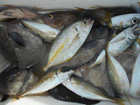 こかわ渡船　雅丸 釣果