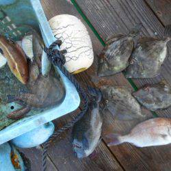 こかわ渡船　雅丸 釣果