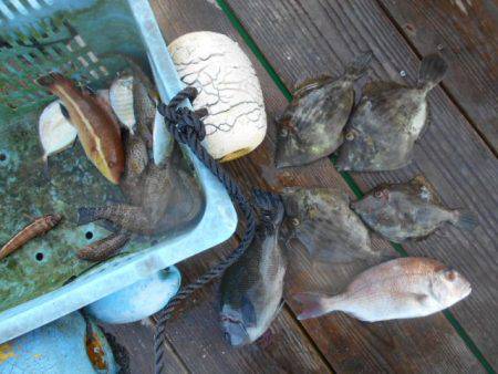 こかわ渡船　雅丸 釣果