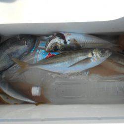 こかわ渡船　雅丸 釣果