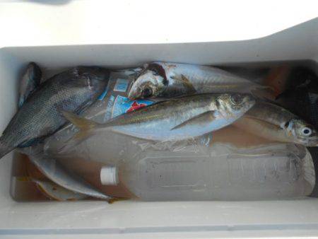 こかわ渡船　雅丸 釣果