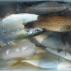 こかわ渡船　雅丸 釣果