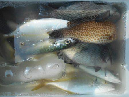 こかわ渡船　雅丸 釣果