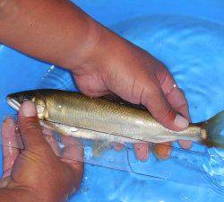 会津大川(会津非出資漁業協同組合) 釣果