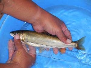 会津大川（会津非出資漁業協同組合） 釣果