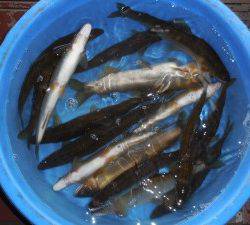 会津大川（会津非出資漁業協同組合） 釣果