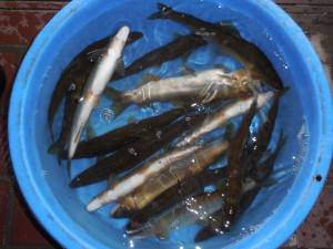 会津大川（会津非出資漁業協同組合） 釣果