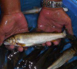 会津大川（会津非出資漁業協同組合） 釣果