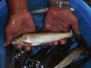 会津大川（会津非出資漁業協同組合） 釣果