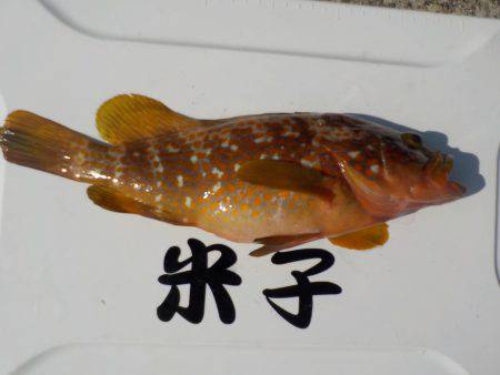 千鳥丸 釣果