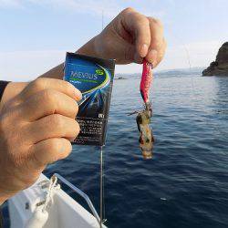 フィッシングボート空風(そらかぜ) 釣果