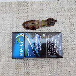 フィッシングボート空風(そらかぜ) 釣果