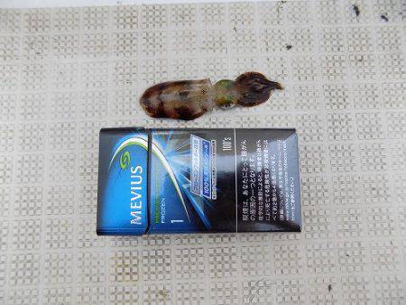 フィッシングボート空風(そらかぜ) 釣果