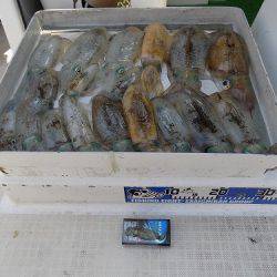 フィッシングボート空風(そらかぜ) 釣果