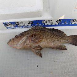 フィッシングボート空風(そらかぜ) 釣果