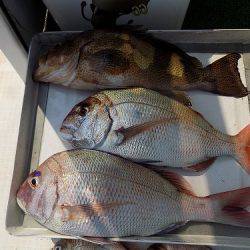 フィッシングボート空風(そらかぜ) 釣果