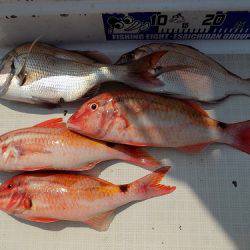 フィッシングボート空風(そらかぜ) 釣果