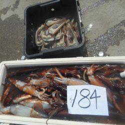 大進丸（愛知） 釣果