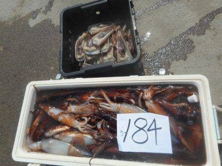 大進丸（愛知） 釣果