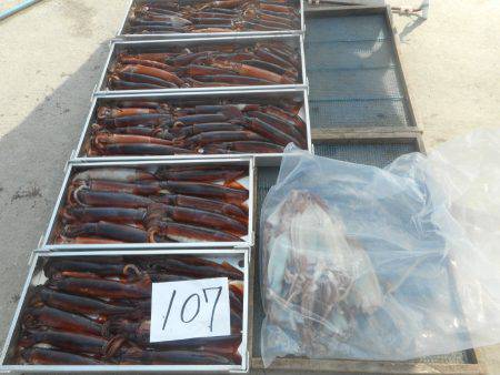 大進丸（愛知） 釣果