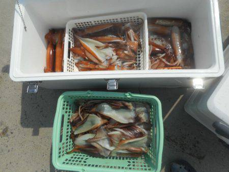 大進丸（愛知） 釣果