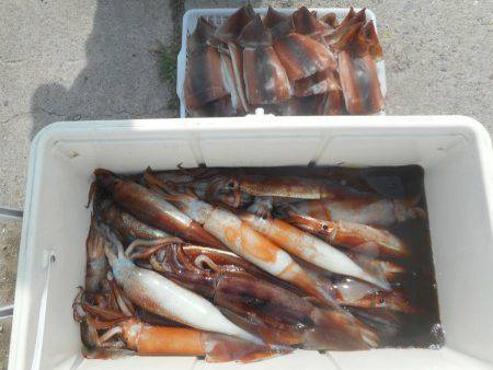 大進丸（愛知） 釣果