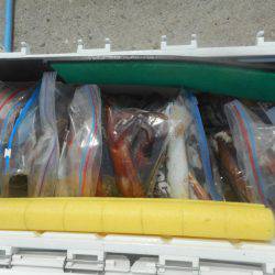 大進丸（愛知） 釣果