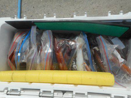 大進丸（愛知） 釣果