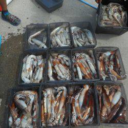 大進丸（愛知） 釣果