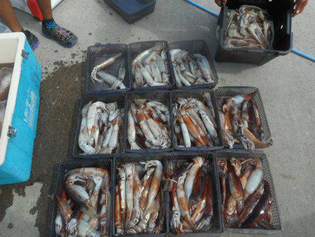 大進丸（愛知） 釣果