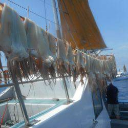 大進丸（愛知） 釣果