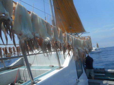 大進丸（愛知） 釣果