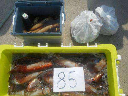 大進丸（愛知） 釣果