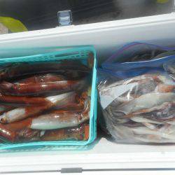 大進丸（愛知） 釣果