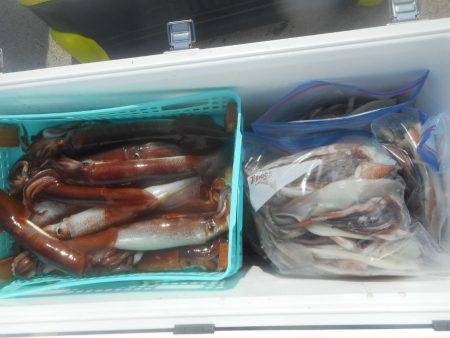 大進丸（愛知） 釣果