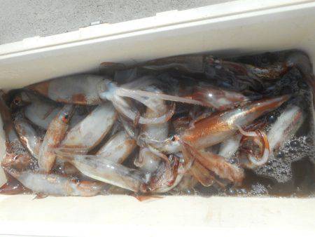 大進丸（愛知） 釣果