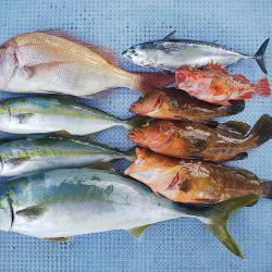 第二常豊丸 釣果