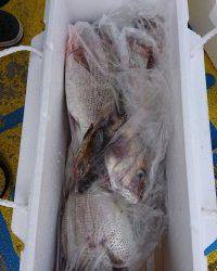 和歌山マリーナシティ釣り堀 釣果