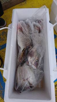 和歌山マリーナシティ釣り堀 釣果