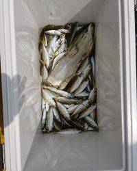 和歌山マリーナシティ釣り公園 釣果