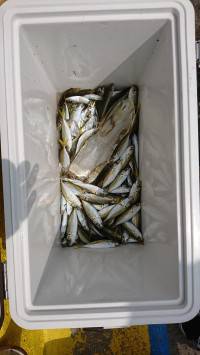 和歌山マリーナシティ釣り公園 釣果