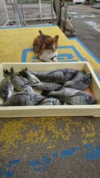 和歌山マリーナシティ釣り公園 釣果